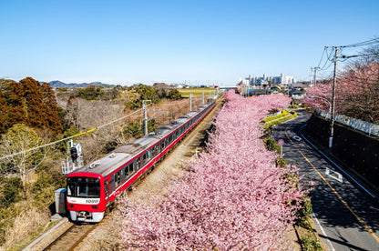 Kawazu Blossoms with Misaki’s Gourmet Tuna