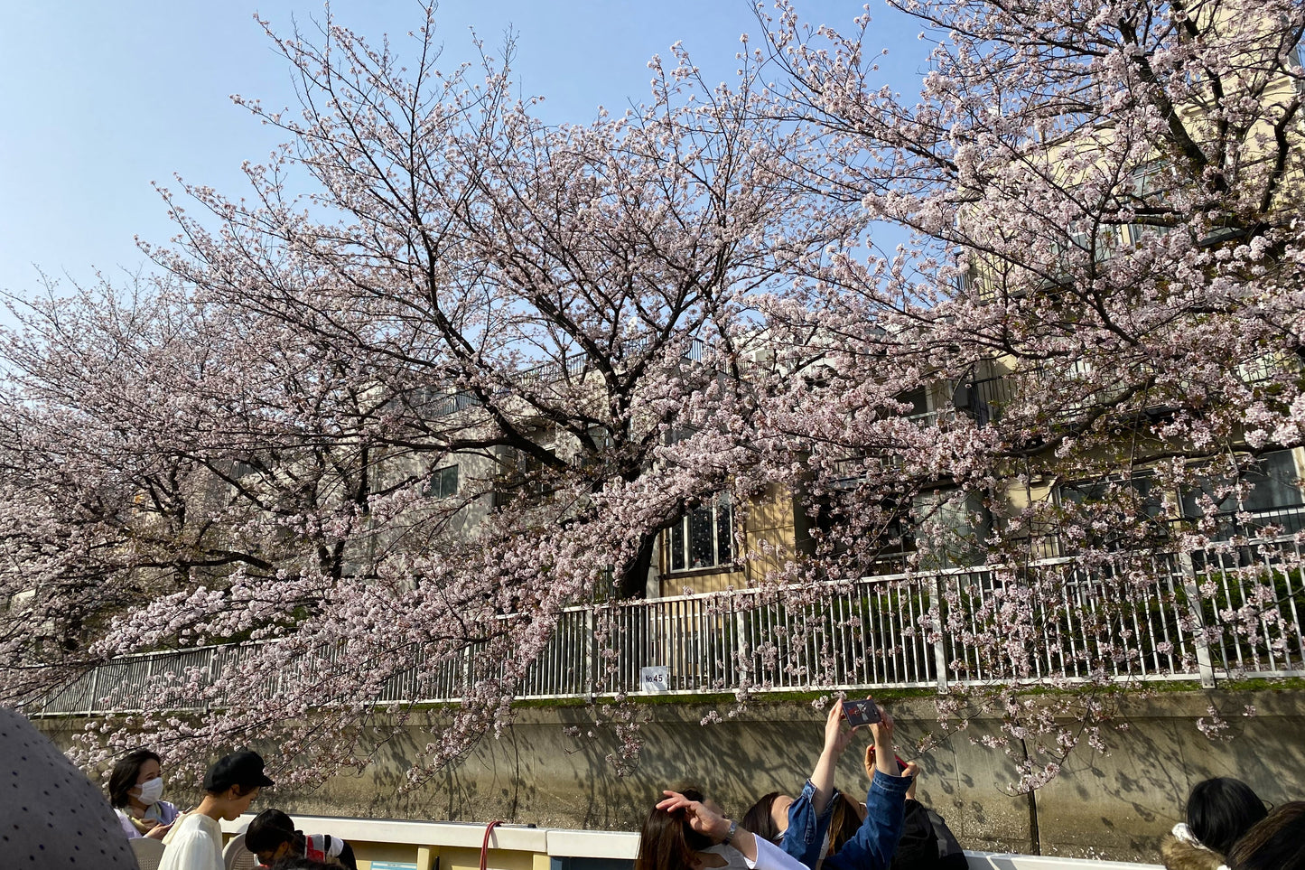 Sakura Cruise & Michelin 2-Star Tempura Kondo (Limited to March 13rd, 21st)