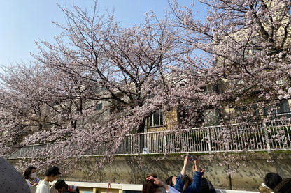 Sakura Cruise & Michelin 2-Star Tempura Kondo (Limited to March 13rd, 21st)