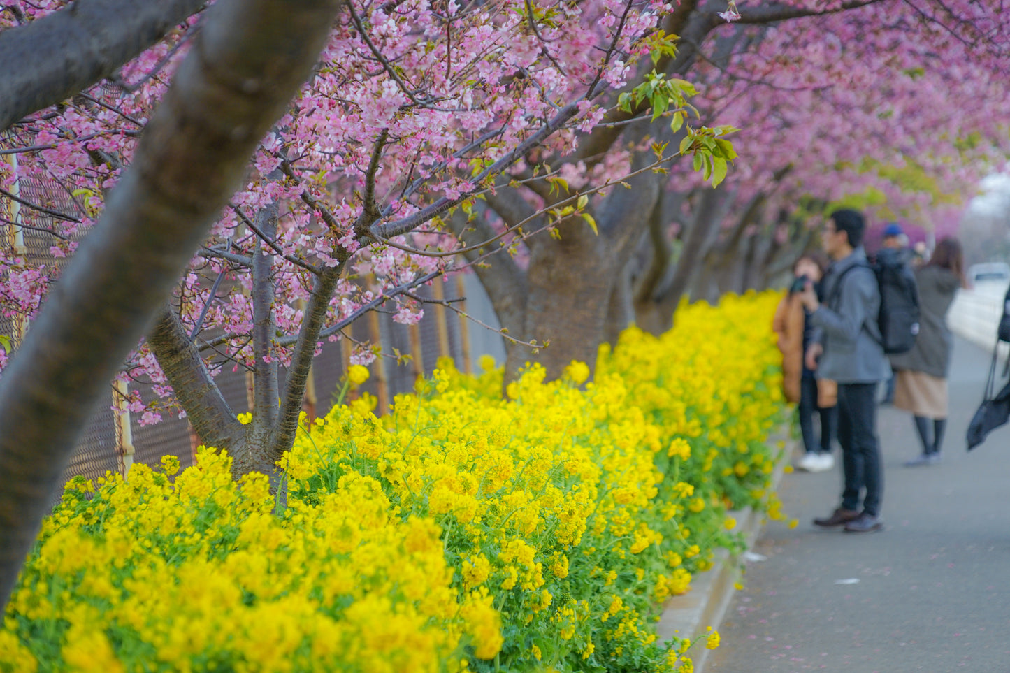 Kawazu Blossoms with Misaki’s Gourmet Tuna