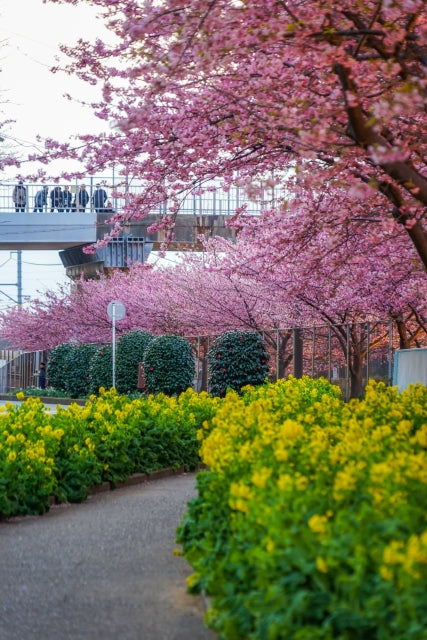 Kawazu Blossoms with Misaki’s Gourmet Tuna