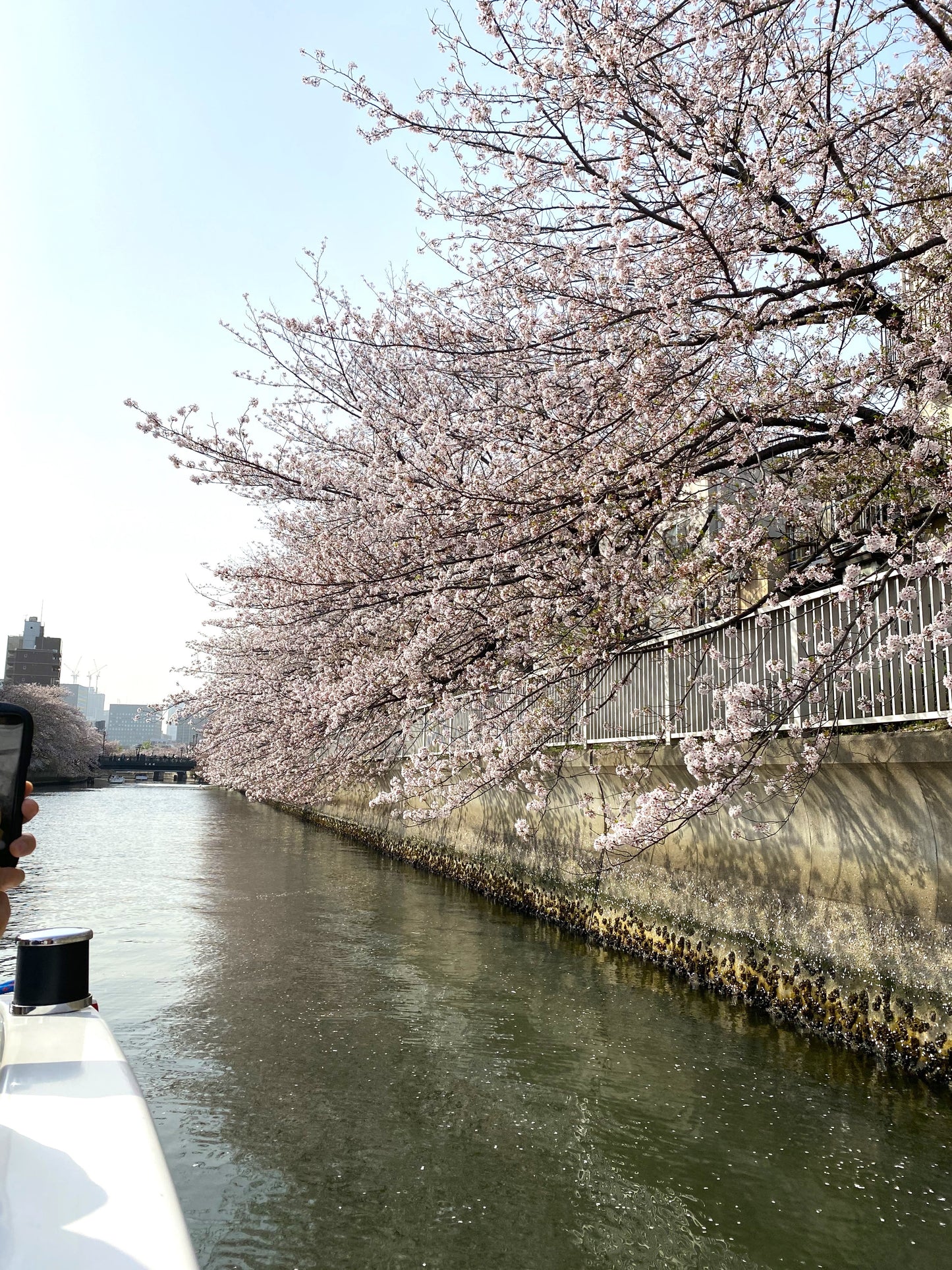 Sakura Cruise & Michelin 2-Star Tempura Kondo (Limited to March 13rd, 21st)