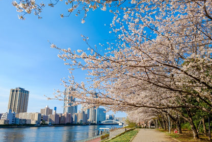 Spring in Asakusa! Sakura Cruise, TeamLab & Sushi at "Sushi Sho Masa" (Limited to March 26th)