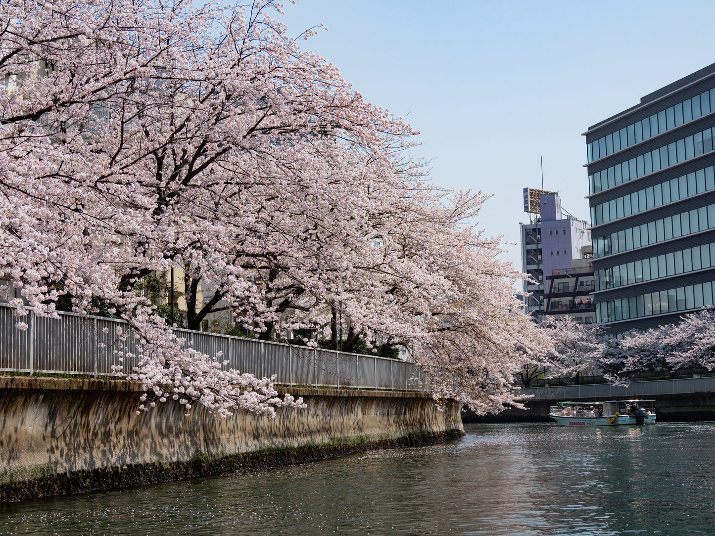 Sakura Cruise & Michelin 2-Star Tempura Kondo (Limited to March 13rd, 21st)