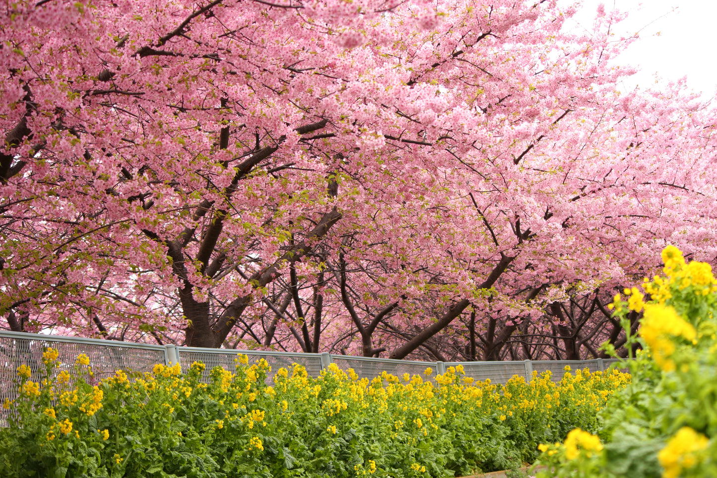 Kawazu Blossoms with Misaki’s Gourmet Tuna