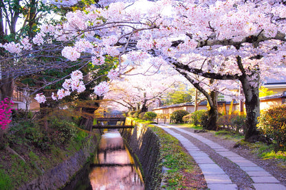 Experience the Heart of Japan: Kyoto's 4 Must-See Highlights