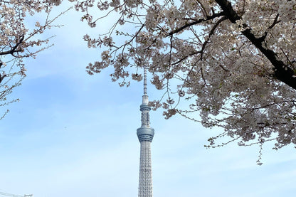 Experience Spring in Asakusa: Sakura Cruise & Top Sightseeing Spots (Limited to March 30th)